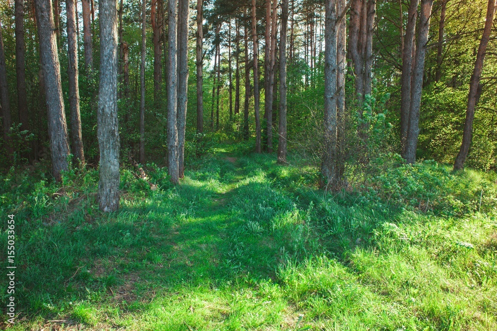 Obraz premium Beautiful forest path through the trees. Landscape in summer