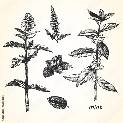 Hand-drawn illustration of Mint. Vector