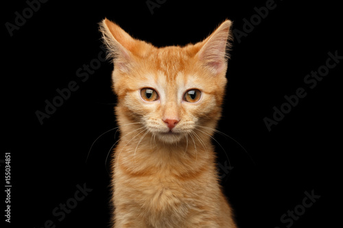 Portrait of Ginger kitten gazing in camera, isolated black background, front view