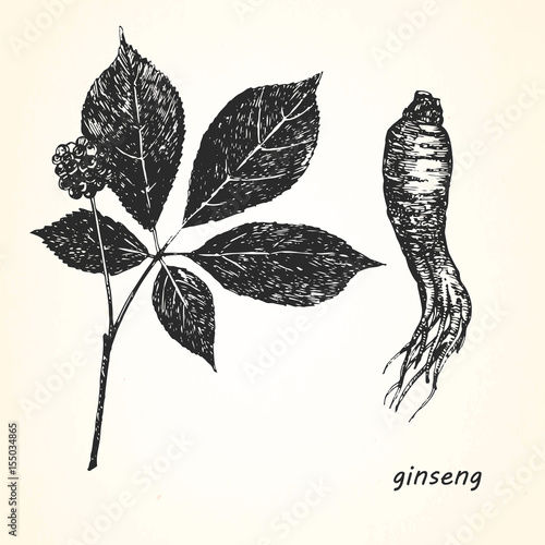 Hand-drawn illustration of Ginseng. Vector