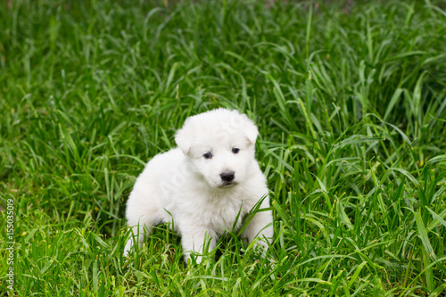 White shepherd puppy on the grass © Happy monkey