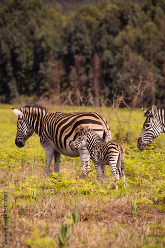 Baby Zebra with Mother in Grassland  Swaziland  Mlilwane Wildlife Sanctuary  Africa