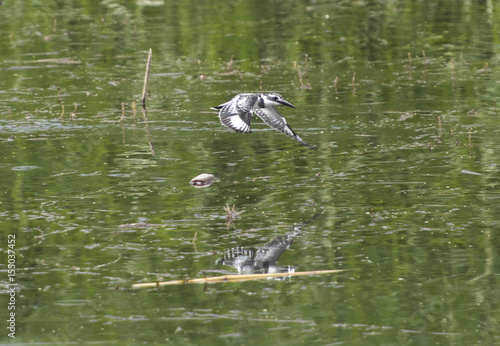 Pied kingfisher Ceryle rudis flying over river water