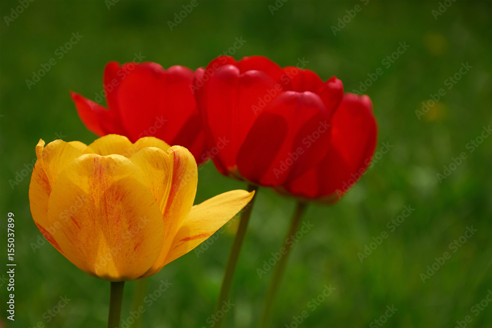 yellow and red tulips on green background closeup yellow and red tulips on green background closeup
