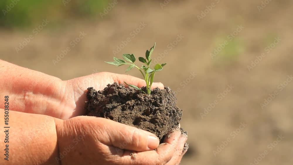 Woman hand holding a little green plant Woman hand holding a little green plant