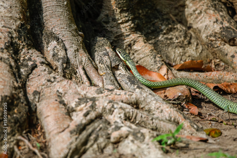 Fototapeta premium Snake crawling Into The Tree