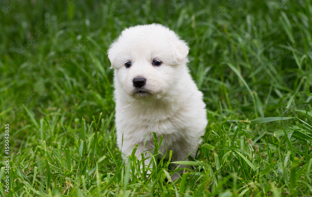 White shepherd puppy on the grass White shepherd puppy on the grass