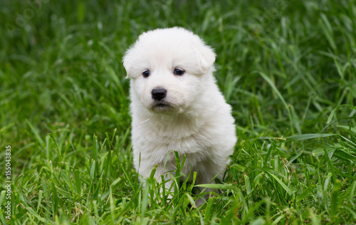 White shepherd puppy on the grass