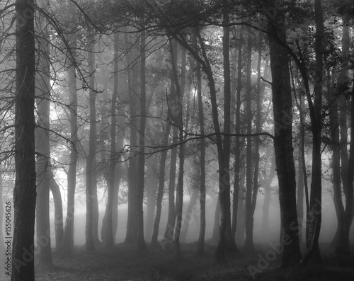 Fototapeta Naklejka Na Ścianę i Meble -  Black and white foggy forest