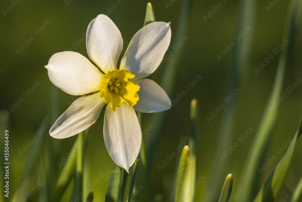 The Narcissus is an early spring flower. The Narcissus is an early spring flower.