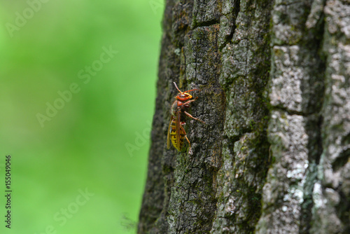 Ape sul tronco di un albero nel bosco