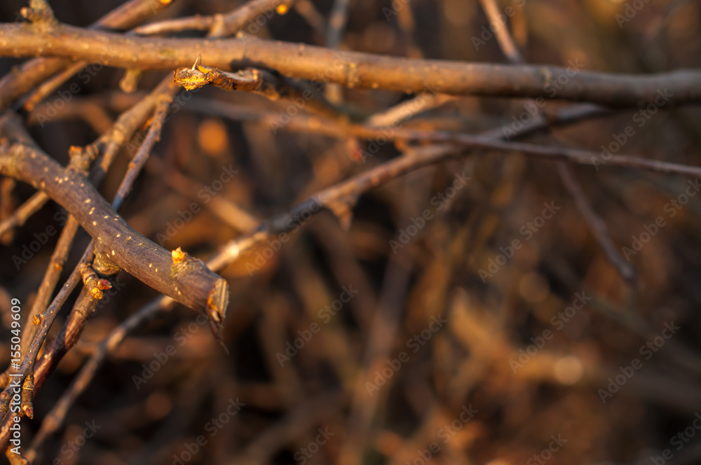 Fototapeta premium Bark of Pine Tree