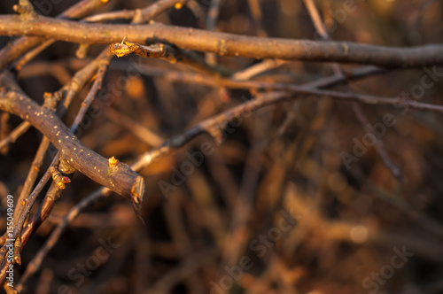 Bark of Pine Tree