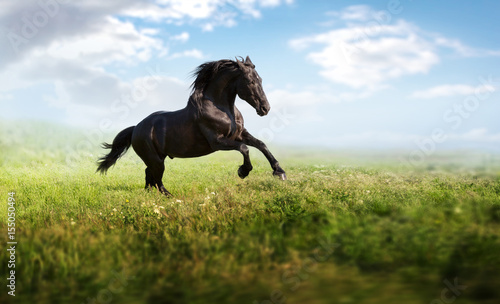 Black horse runs on a green field on clouds background