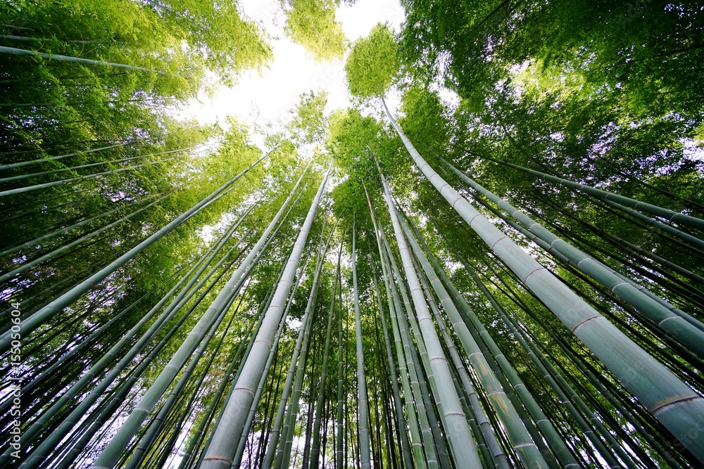 竹林 竹林