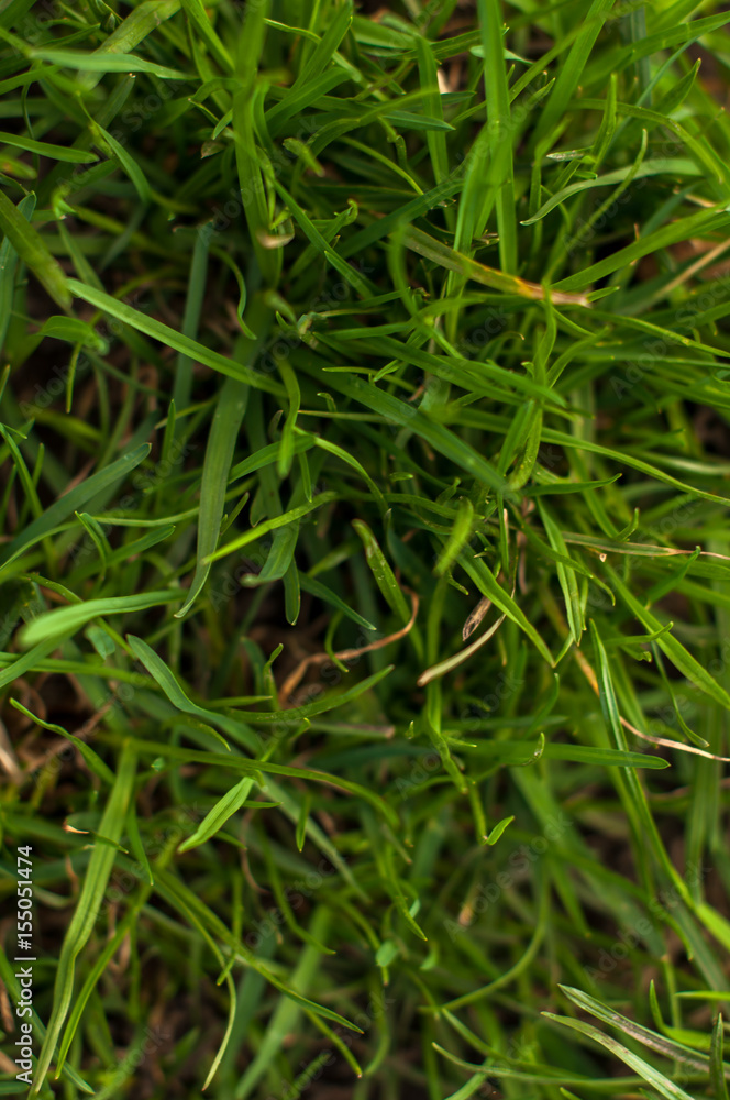 Green real grass texture background. Top view photo Green real grass texture background. Top view photo