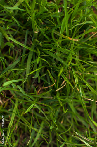 Green real grass texture background. Top view photo