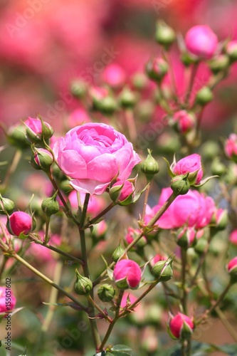 Wallpaper Mural 薔薇（ポンポネッラ - Pomponella） Torontodigital.ca