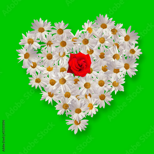 heart from white camomile and red rose
