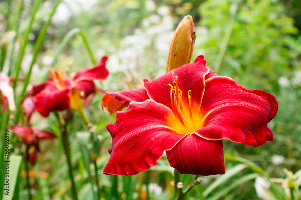 big flower beautiful red Lily closeup on green background big flower beautiful red Lily closeup on green background