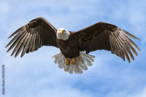 American National Symbol Bald Eagle with Wings Spread on Sunny Day Isolated by Sky