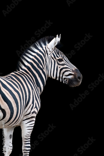 Zebra portrait isolated on black background © kwadrat70