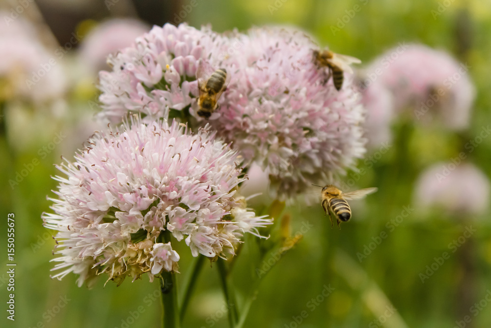 Flowers of wild garlic and a bee on a flower on the lawn