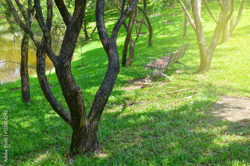 chair in trees park with beautiful light, concept: rainy season, hope, new day, fresh, relaxation