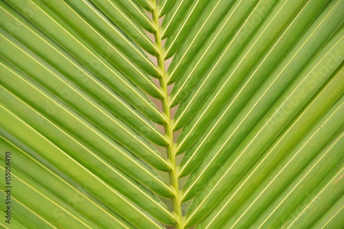 Coconut leaves and patterns in abstract form. Or the background