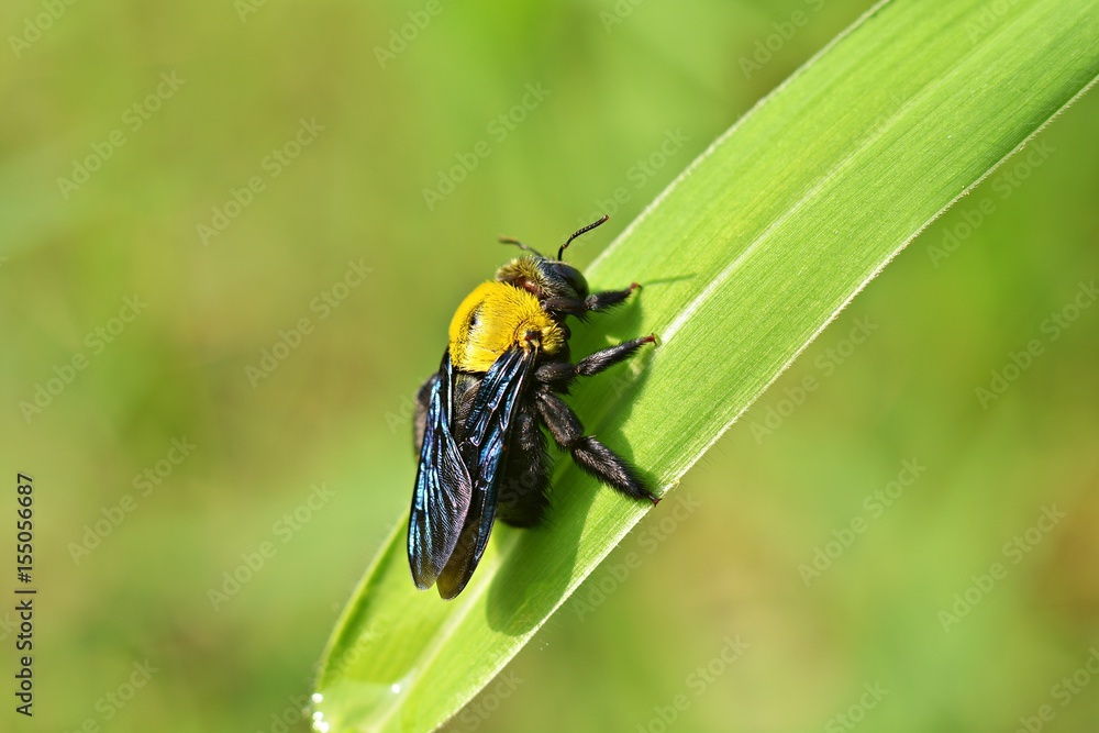 Carpenter bees on grass blurred background Carpenter bees on grass blurred background