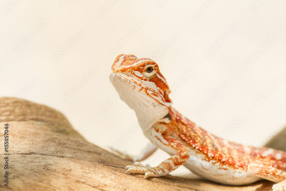 Fototapeta premium Bearded Dragon (Pogona vitticeps)
