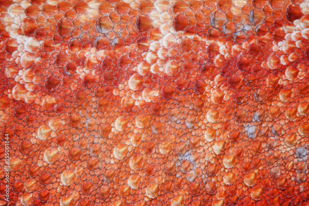Fototapeta premium Pattern scales on the skin of the Bearded Dragon (Pogona vitticeps)
