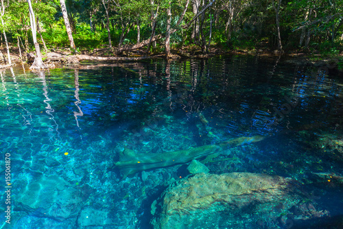Fototapeta Naklejka Na Ścianę i Meble -  Still blue lake in wild tropical forest