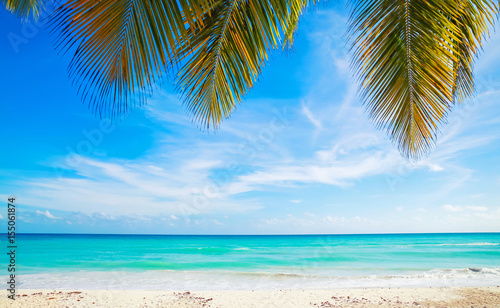Fototapeta Naklejka Na Ścianę i Meble -  Palm branches over sky.  Caribbean Sea