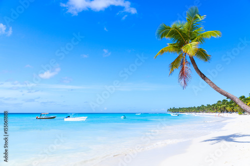 Coconut palm grows on white sandy beach