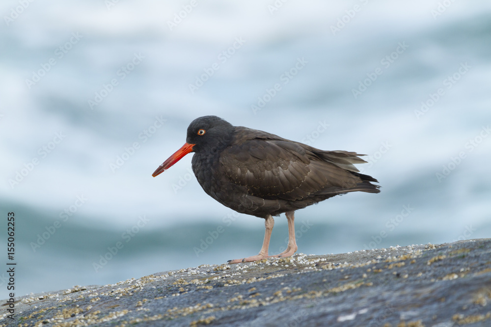 Black Oystercatcher Juvenile