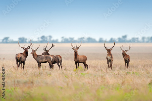 Deer herd in autumn pasture