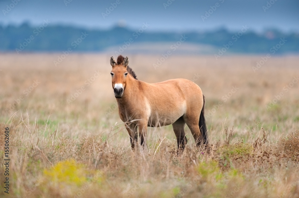 Fototapeta premium Koń Przewalskiego w polu jesienią