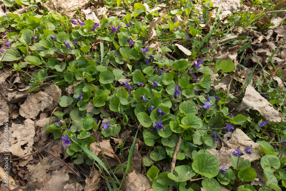 Fototapeta premium Flowering early dog-violets among fallen leaves