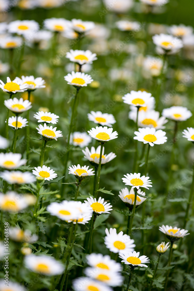 Fototapeta premium ノースポールの花