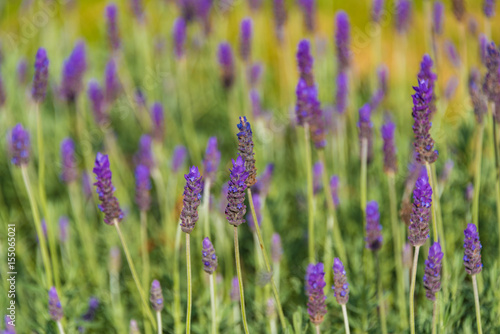 French lavender nature background
