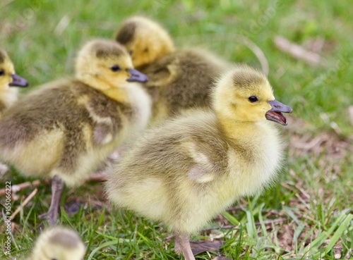 Beautiful image with several cute funny chicks of Canada geese