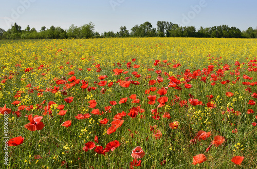 Wild red poppies growing in a field of rapeseed in May in Friuli Venezia Giulia, north east Italy   © dragoncello