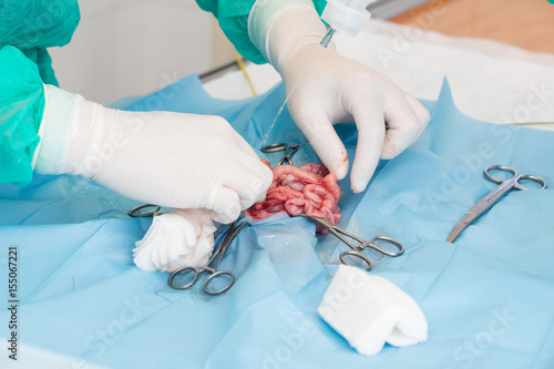 veterinary operation  Surgery in a veterinary hospital  
