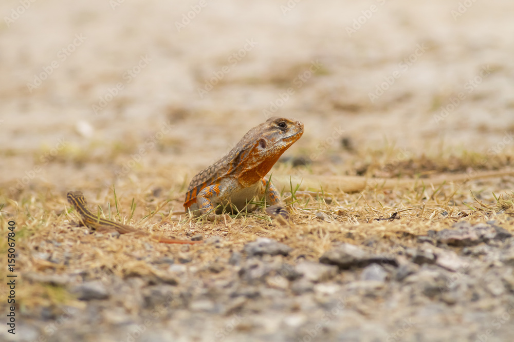 Butterfly lizard in nature,Small-scaled lizard (round lizard) Butterfly lizard in nature,Small-scaled lizard (round lizard)