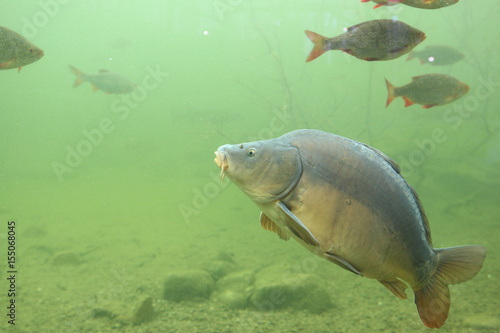 Carp