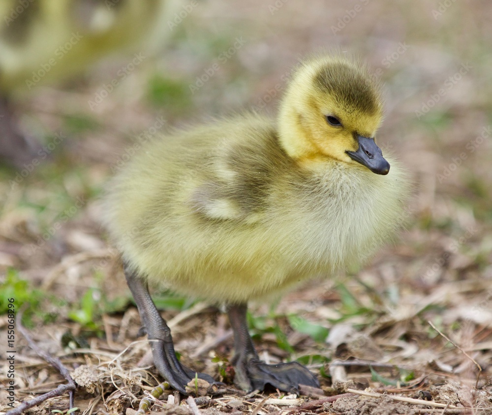 Beautiful isolated picture of a cute funny chick of Canada geese going Beautiful isolated picture of a cute funny chick of Canada geese going