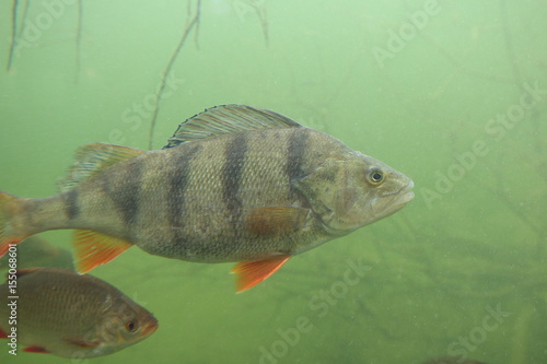 Perch