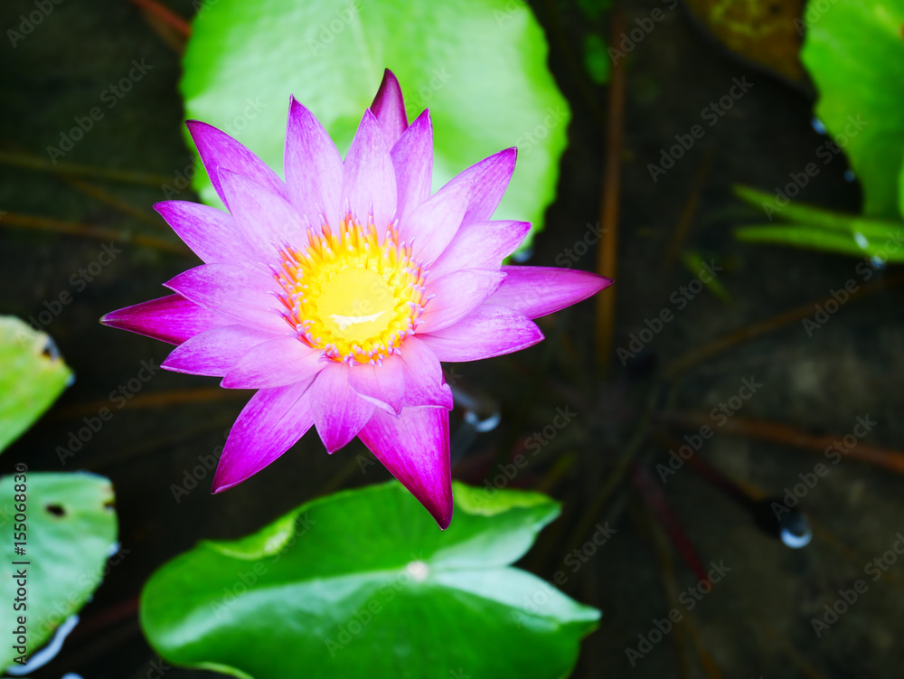 Purple lotus Purple lotus