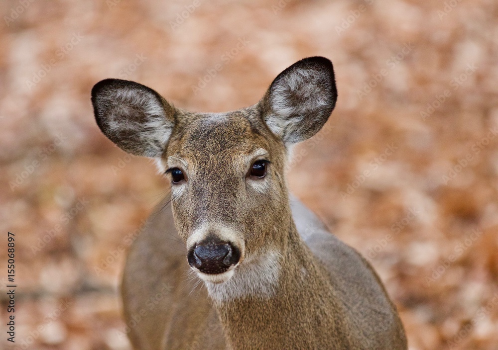Beautiful background with a cute wild deer eating leaves in forest Beautiful background with a cute wild deer eating leaves in forest